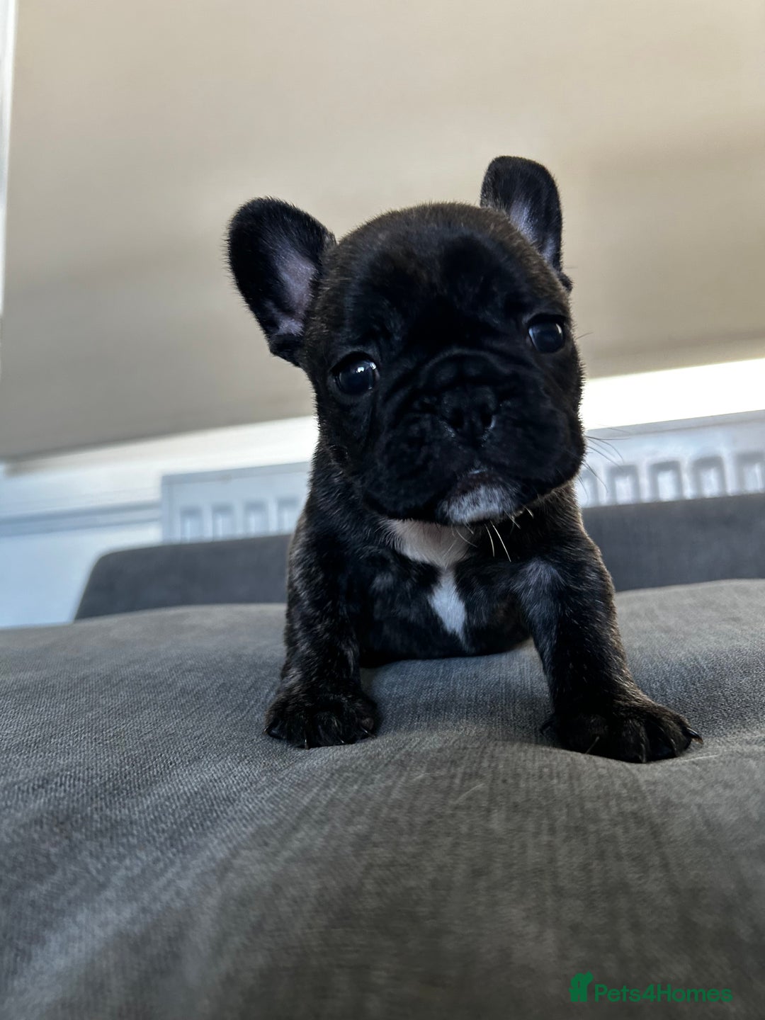 French Bulldog dogs for sale: FrenchAngels 👼🏼🐾 - Image 16