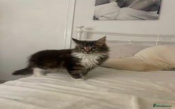Maine Coon cats for sale: Beautiful Male Mainecoon  - Image 2