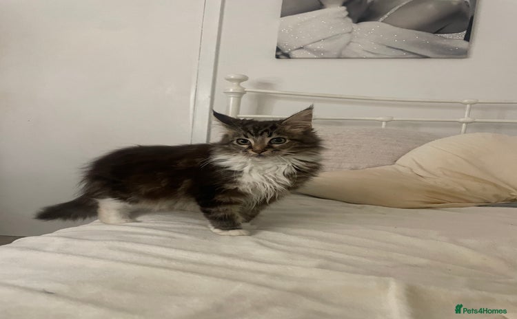 Maine Coon cats - Advert 10