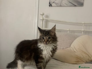 Maine Coon cats - Advert 33