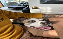 Mixed Breed dogs for sale: 9 month old Akita x puppy - Image 1