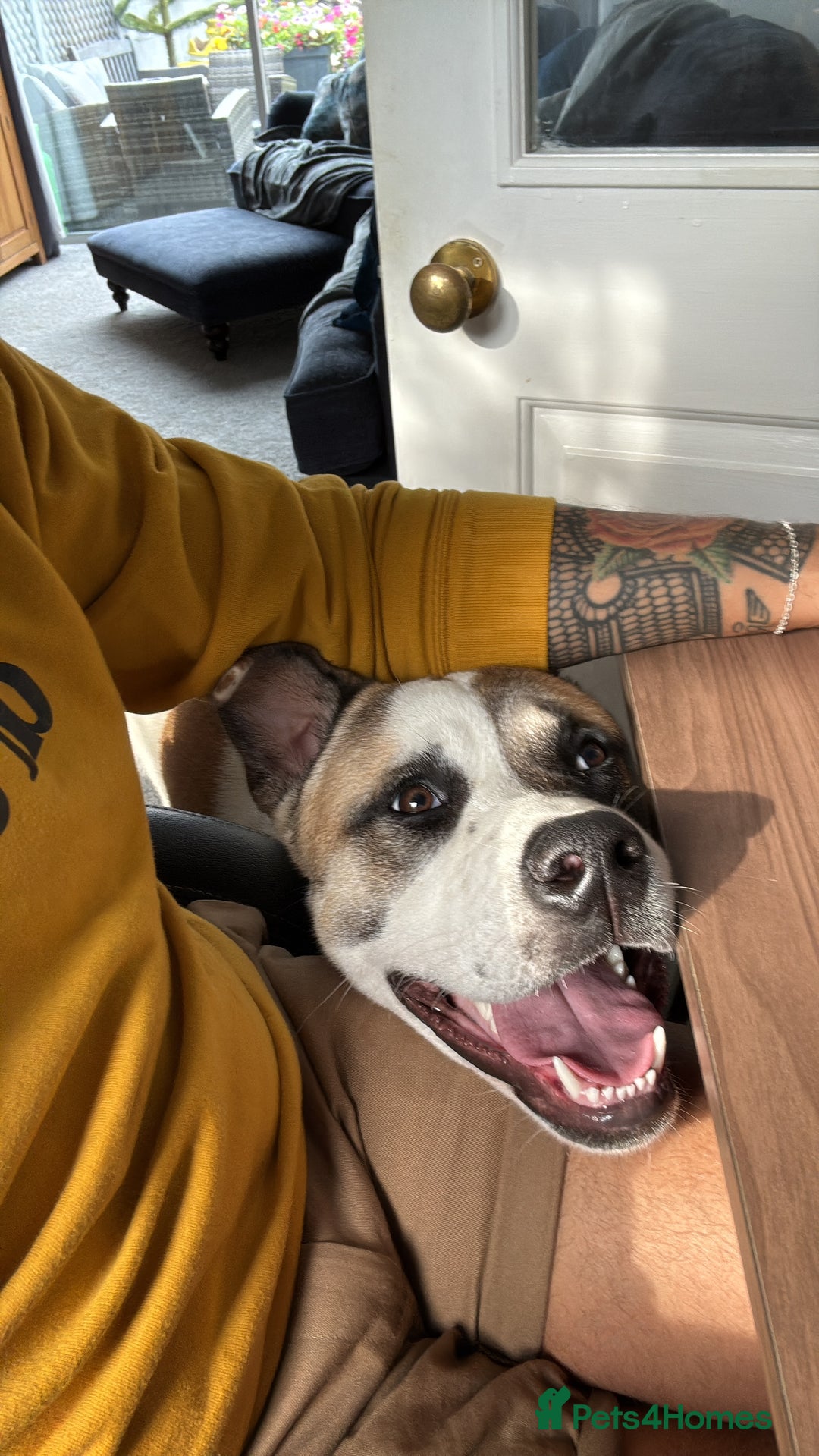 Mixed Breed dogs for sale: 9 month old Akita x puppy - Image 1
