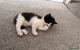 Mixed Breed cats for sale: 🐾 Half British Shorthair Kittens Available! 🐾 - Image 9