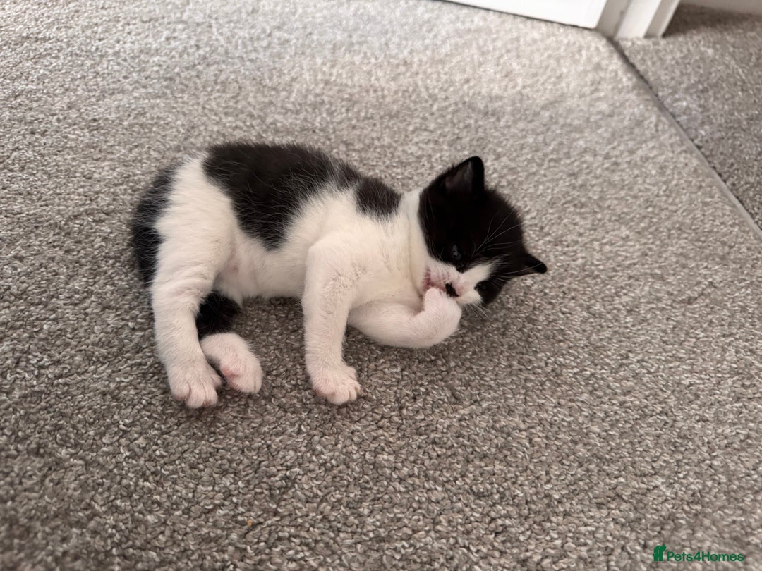 Mixed Breed cats for sale: 🐾 Half British Shorthair Kittens Available! 🐾 - Image 9