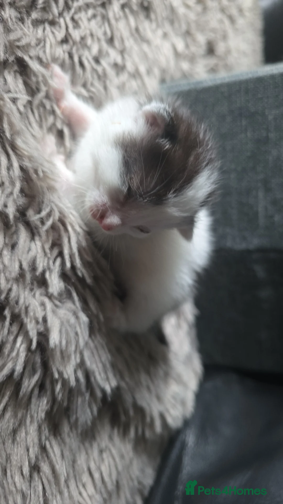 Mixed Breed cats for sale: 3 male kittens looking forever home  - Advert 4