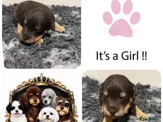 Schnoodle dogs 🩷 LAST CHOCOLATE TAN GIRL SCHNOODLE DNA CLEAR🩷 - Advert 3