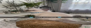 Ragdoll Kitten 1