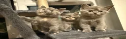 British Shorthair cats for sale: Gorgeous British short haired tabby’s & calicos  - Advert 10