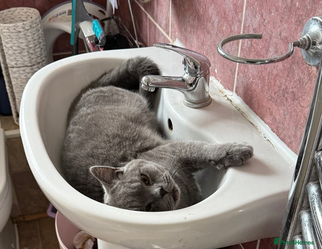 British Shorthair cats for sale: Bruce  - Advert 5