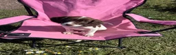English Springer Spaniel dogs for sale: English springer spaniel pups for sale - Advert 25