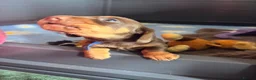 Miniature Dachshund dogs for sale: Miniature smooth chocolate dachshund - Advert 6