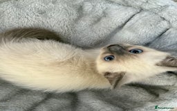 Ragdoll cats for sale: 3 fluffy fluff balls of Ragdoll… 07508 297567 - Image 4