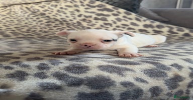 Mixed Breed dogs 🐶 Frenchie x Staffy Puppies 🐶  - Advert 6