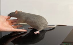 Rat rodents for sale: 2 x young and loving rats + cage + water bottle  - Image 10