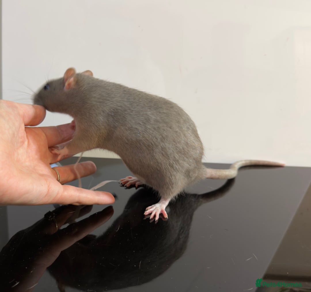 Rat rodents for sale: 2 x young and loving rats + cage + water bottle  - Image 10