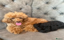 Jackapoo dogs for sale: Jackapoo - Image 8