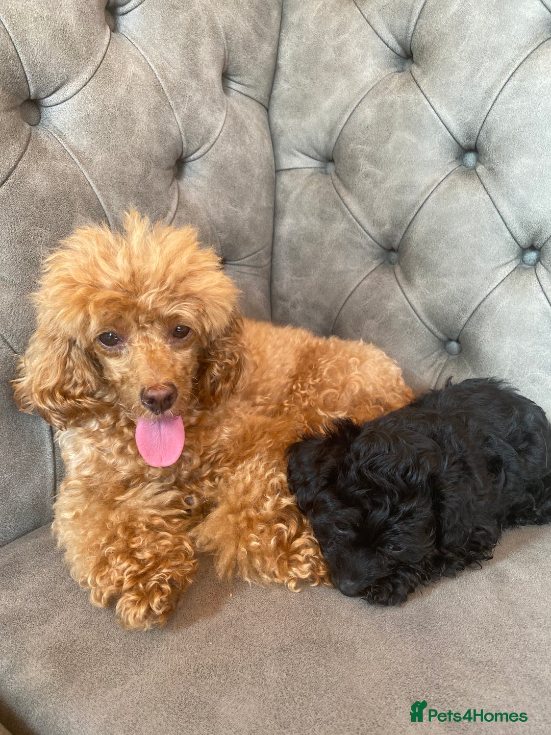 Jackapoo dogs for sale: Jackapoo - Image 8