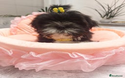 Shih Tzu dogs for sale: 🩷 Beautiful Shitzu Puppies 🩷 - Image 32
