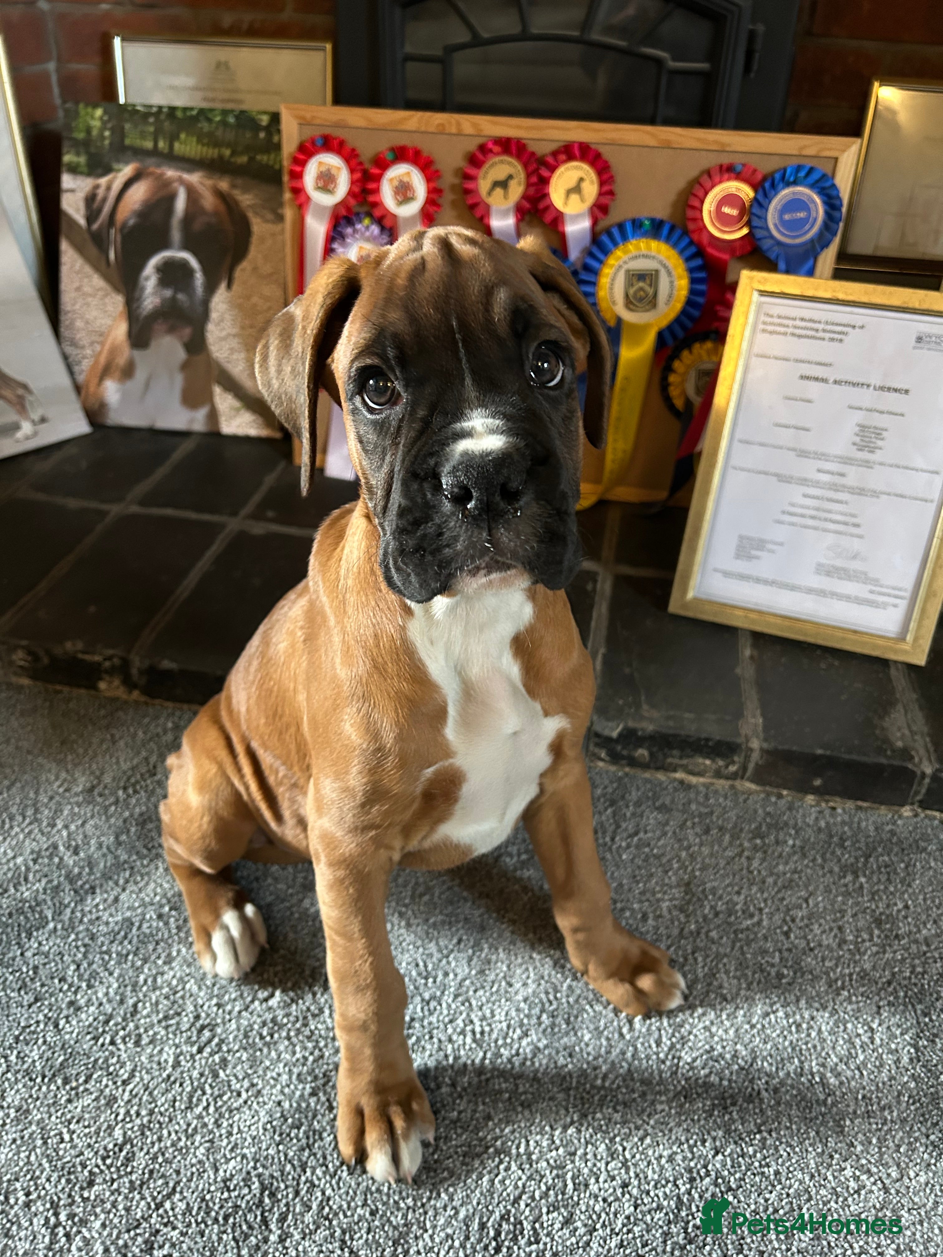 Boxer dogs 5 STAR LICENSE BREDDER 22 years experience  - Advert 3
