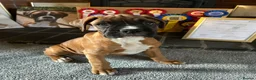 Boxer dogs for sale: 5 STAR LICENSE BREDDER 22 years experience  - Advert 1