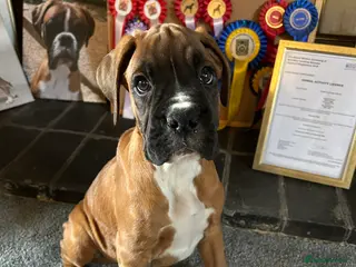 Boxer dogs 5 STAR LICENSE BREDDER 22 years experience - Advert 3