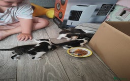 Mixed Breed cats for sale: Gorgeous friendly kittens - Image 4