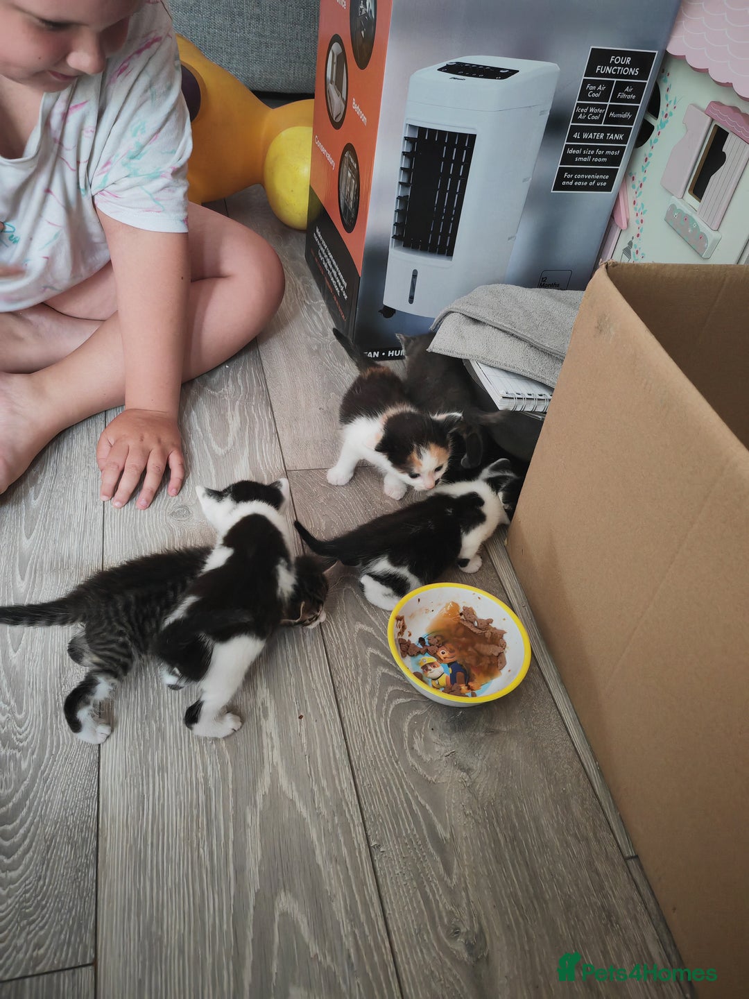 Mixed Breed cats for sale: Gorgeous friendly kittens - Image 4