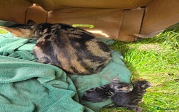 Mixed Breed cats for sale: Kittens boys mixed breed fluffy  - Image 14
