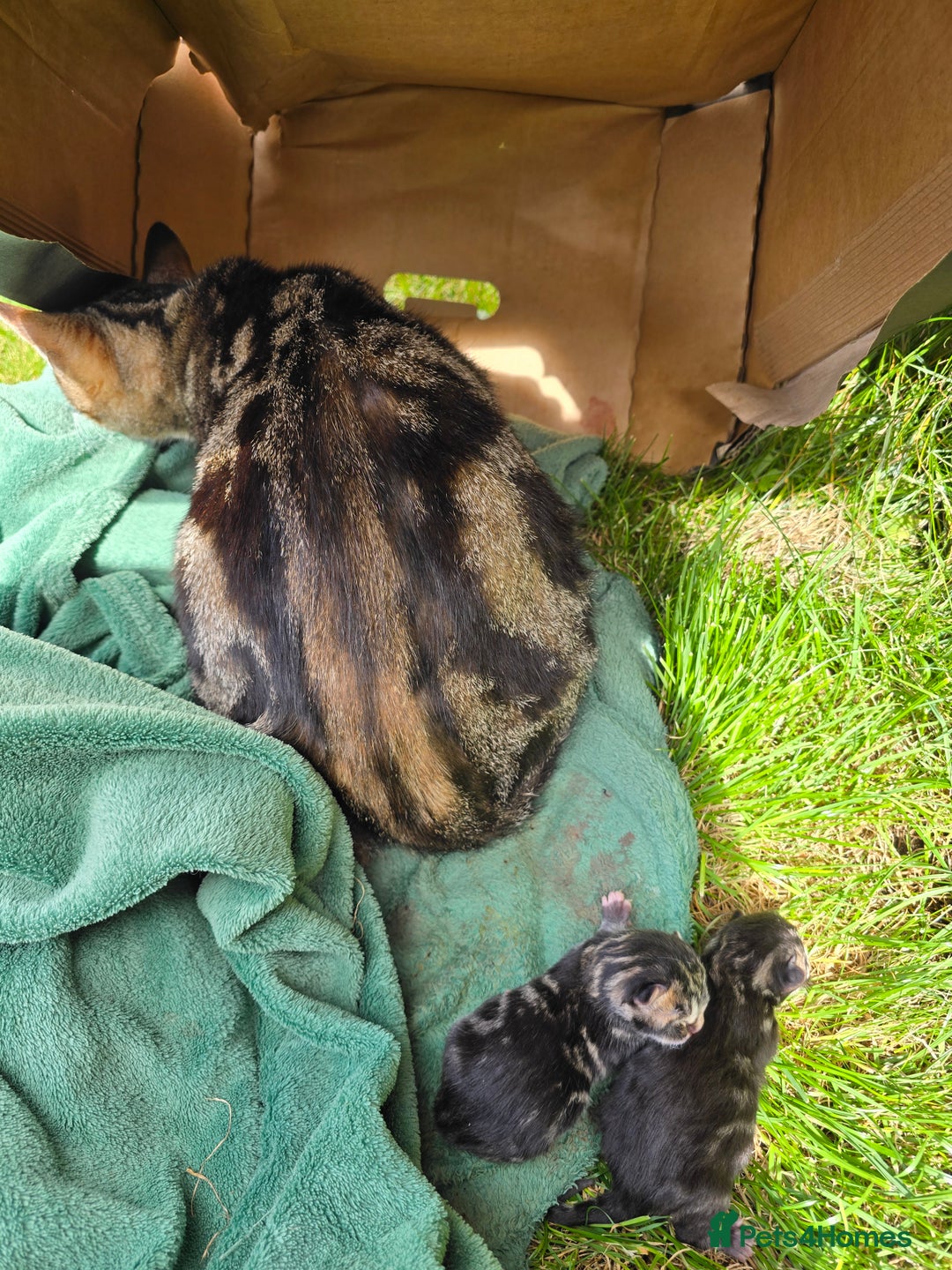 Mixed Breed cats for sale: Kittens boys mixed breed fluffy  - Image 14