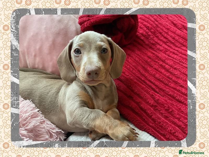 Dachshund dogs 🩷Amazing dachshund puppies🩷✨ Only 2 Left ✨   - Advert 6