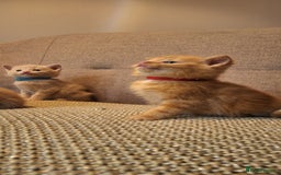 British Shorthair cats for sale: Beautiful Cream & Ginger Kittens  - Image 18