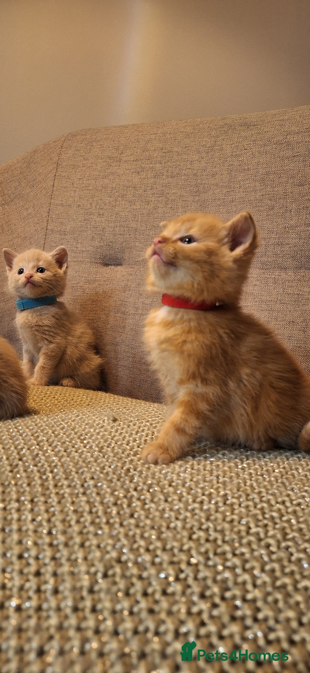 British Shorthair cats for sale: Beautiful Cream & Ginger Kittens  - Image 18