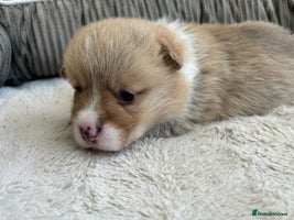 Welsh Corgi Pembroke dogs - Advert 2