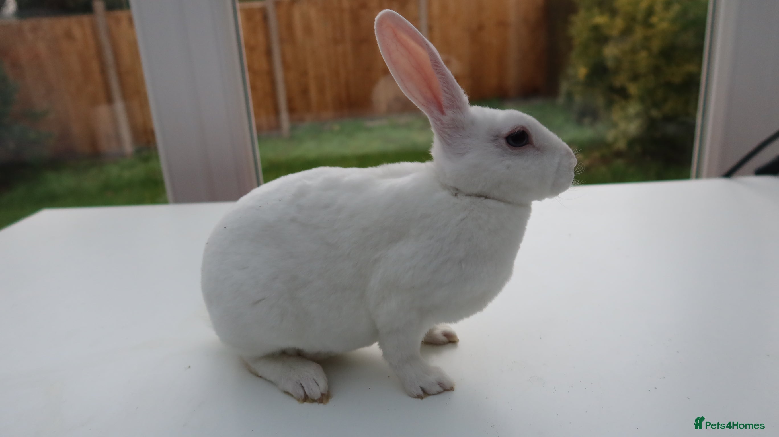 Rex rabbits Mini Rex BEW Bucks and Does Rabbits - Advert 7