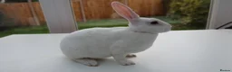 Rex rabbits for sale: Mini Rex BEW Rabbits - Advert 4