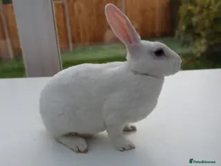 Rex rabbits Mini Rex BEW Bucks and Does Rabbits - Advert 7