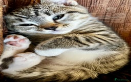 Bengal cats for sale: Sweetest Little Bengal X 9wks old in Dorking - Image 2