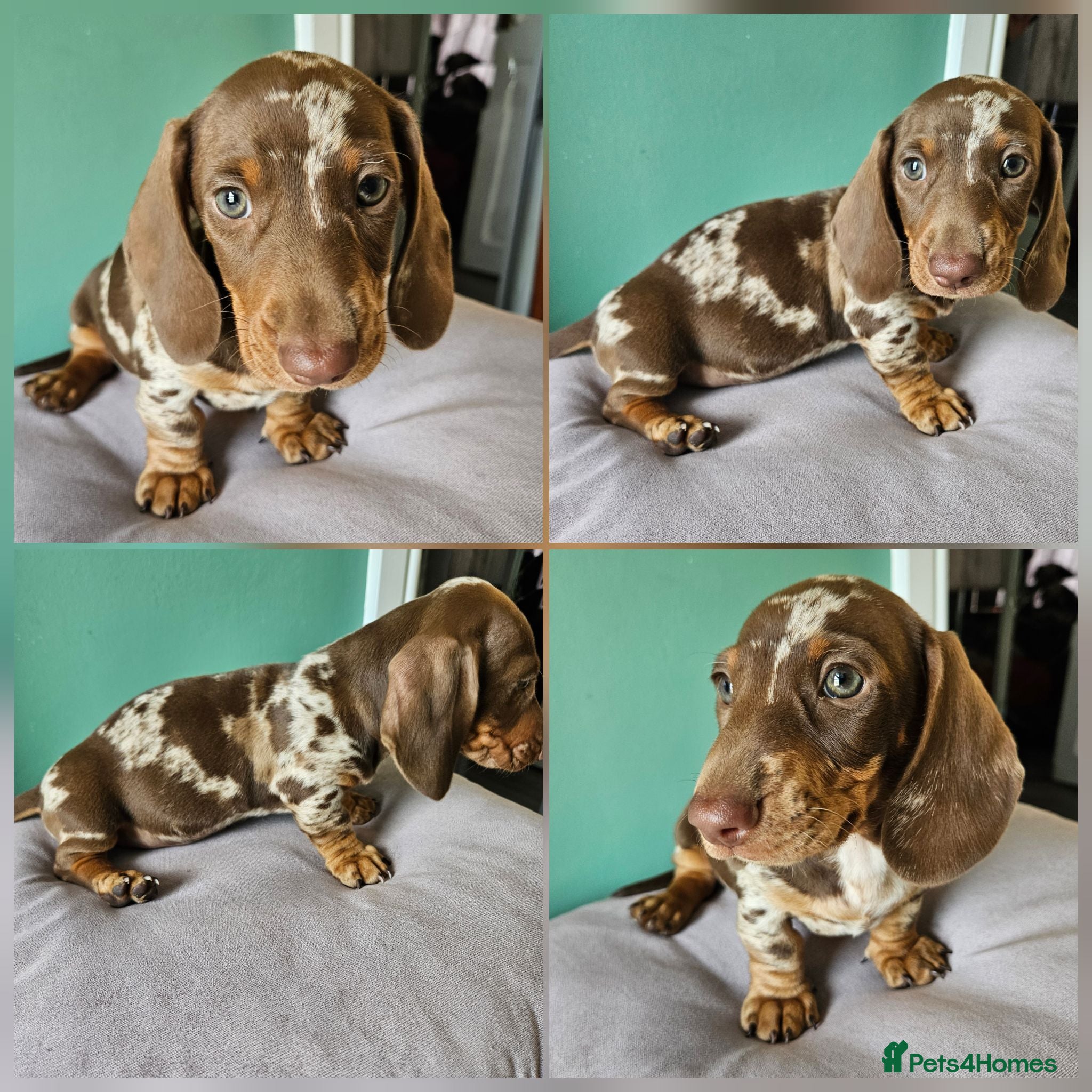 Miniature Dachshund dogs Minature dachshund puppies - kc registered. - Advert 1