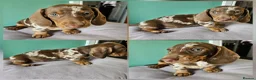 Miniature Dachshund dogs for sale: Ready to leave - one chocolate dapple boy left!  - Advert 1