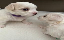 Maltese dogs for sale: 5 Generation KC registered Maltese - Image 5