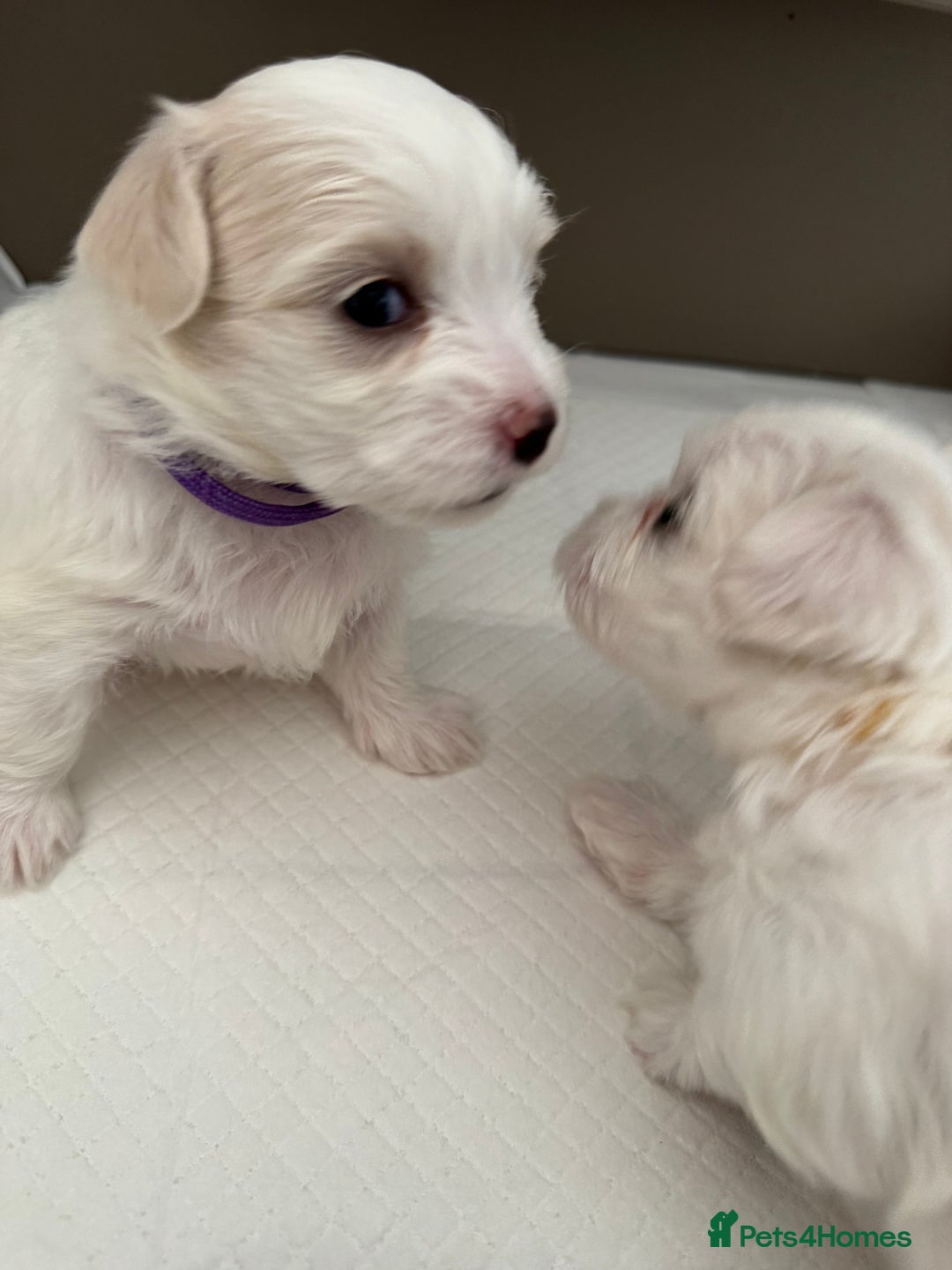 Maltese dogs for sale: 5 Generation KC registered Maltese - Image 5
