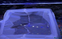 Loaches fish for sale: Dojo/Weather Cold Water Loach - Image 4