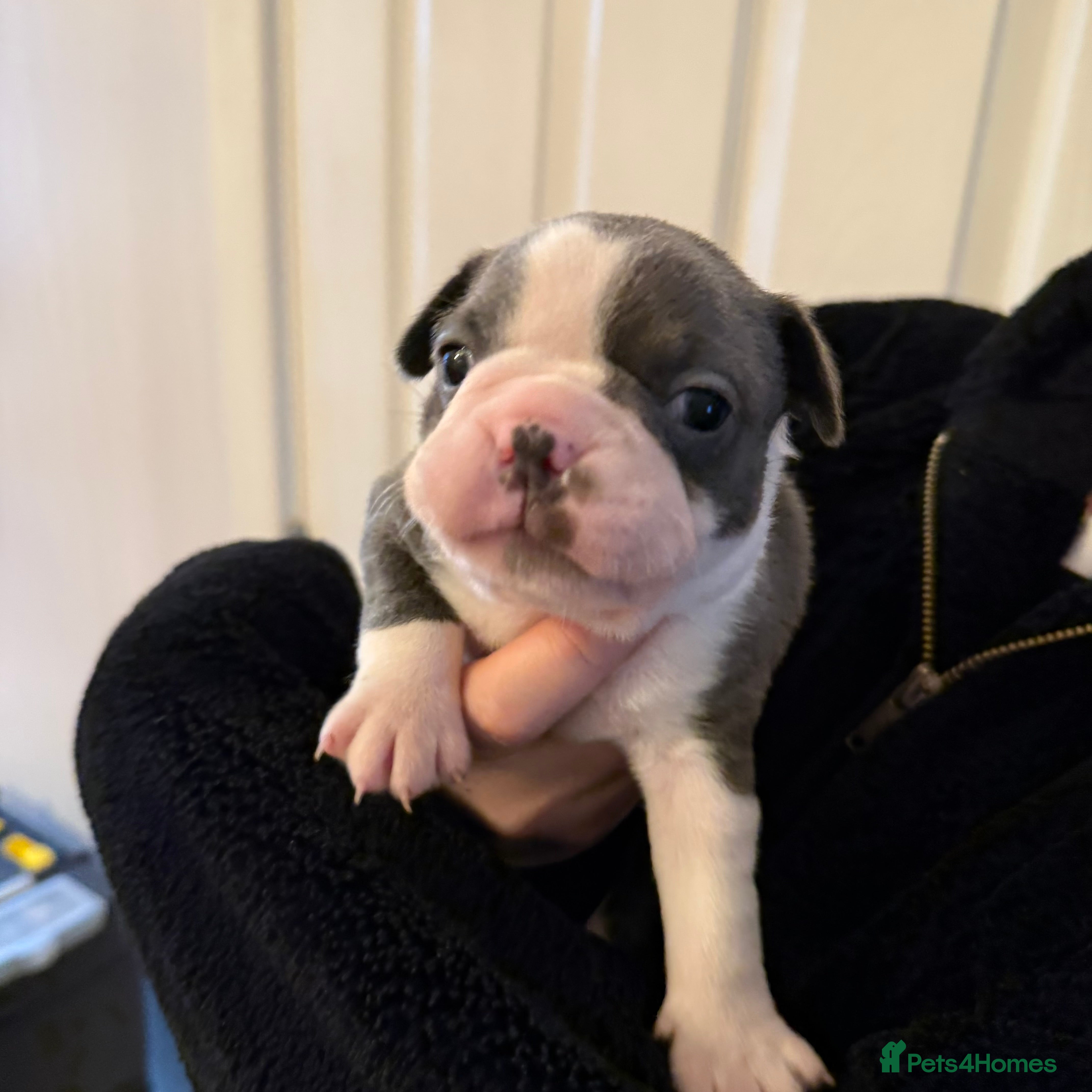 Boston Terrier dogs 7 KC registered beautiful Boston Terrier puppies - Advert 1