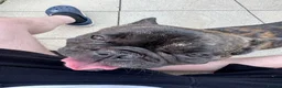 French Bulldog dogs for sale: French bulldog needs new loving home in Solihull - Advert 12