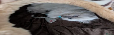 Ragdoll 2