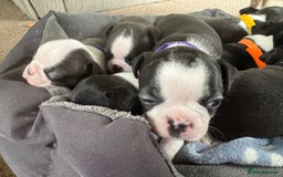 Boston Terrier dogs for sale: Beautiful Boston Terrier Puppies for Loving Homes - Image 25