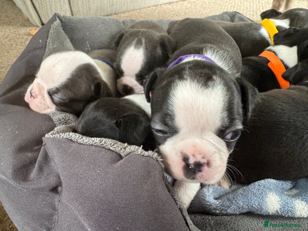 Boston Terrier dogs for sale: Beautiful Boston Terrier Puppies for Loving Homes - Image 25