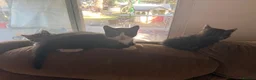 Mixed Breed cats for sale: 4Adorable Little Kittens Looking for Loving Homes  in Grays - Advert 4