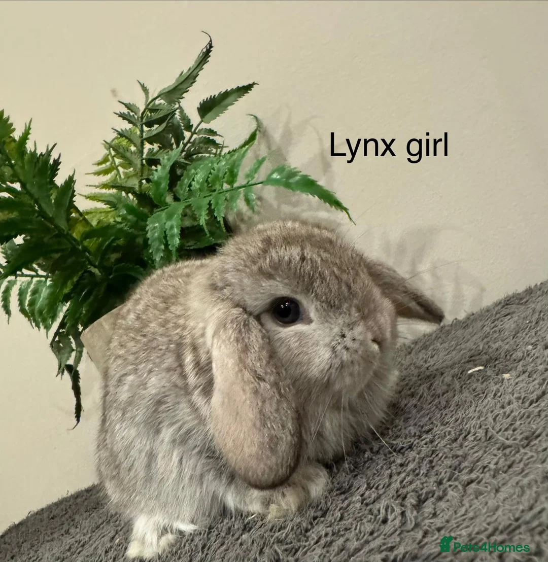Mini Lop rabbits for sale: Stunning Mini Lops, Ready To Reserve - Advert 16