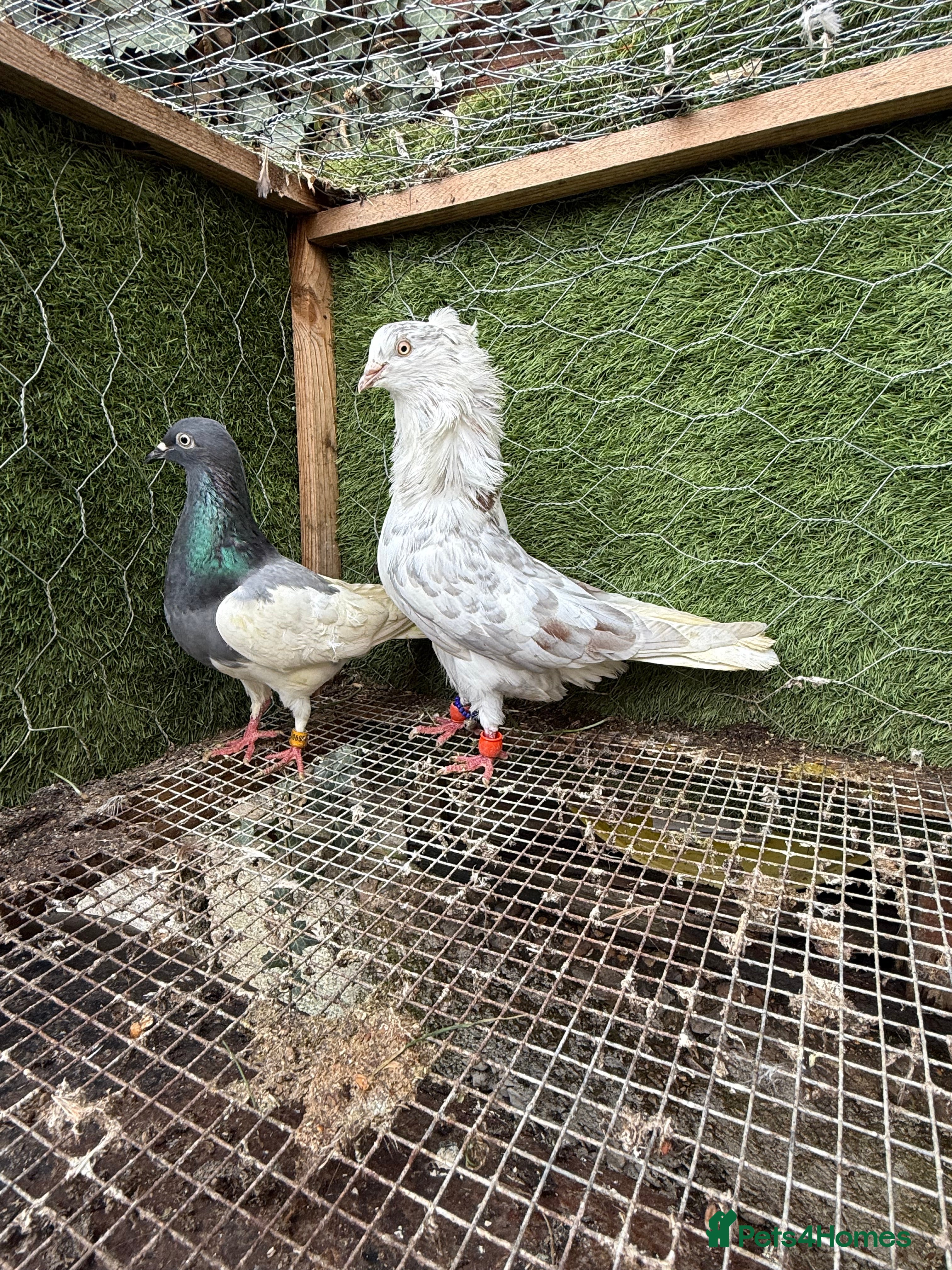 Pigeons birds 35 Mix  pigeon for sale - Advert 15